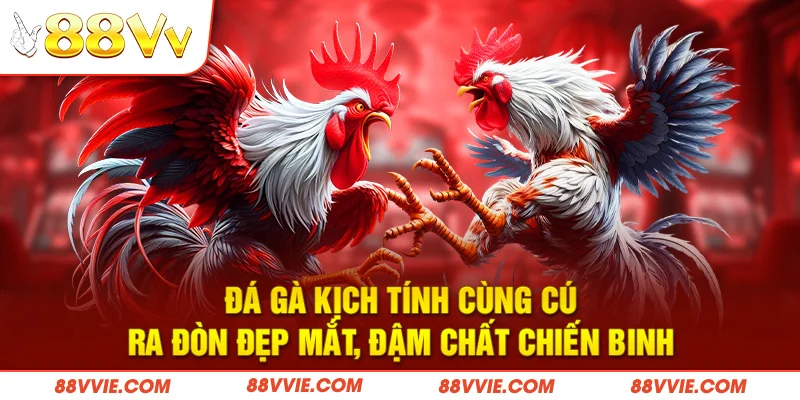 Đá gà kịch tính cùng cú ra đòn đẹp mắt, đậm chất chiến binh